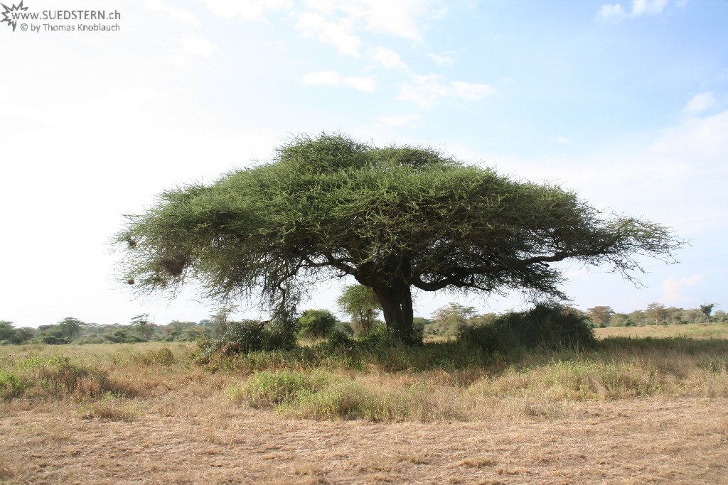 IMG 7733-Kenya, umbrella acacia at Kimana Reserve